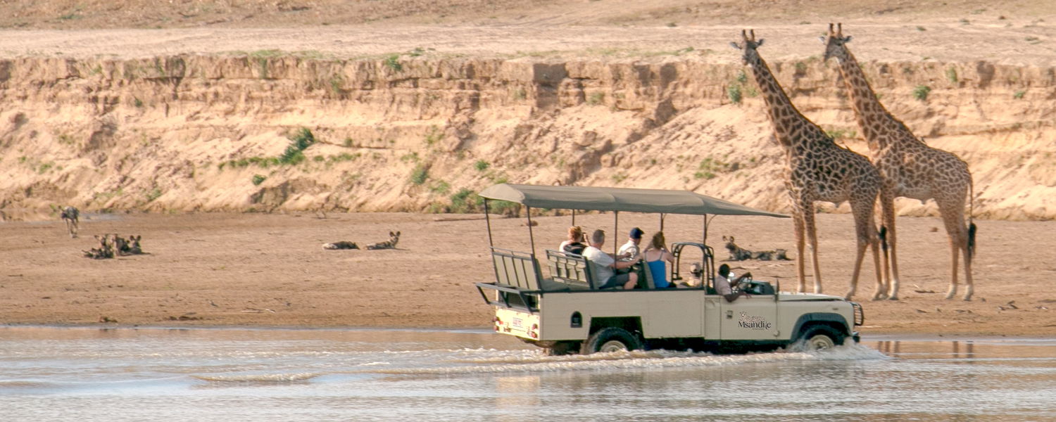 At Msandile River lodge crossing the river in a game drive car and watching giraffes and wild dogs at the same time