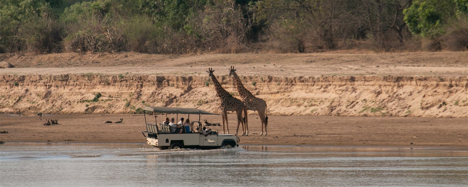 Starting a game drive with wild dogs and giraffes