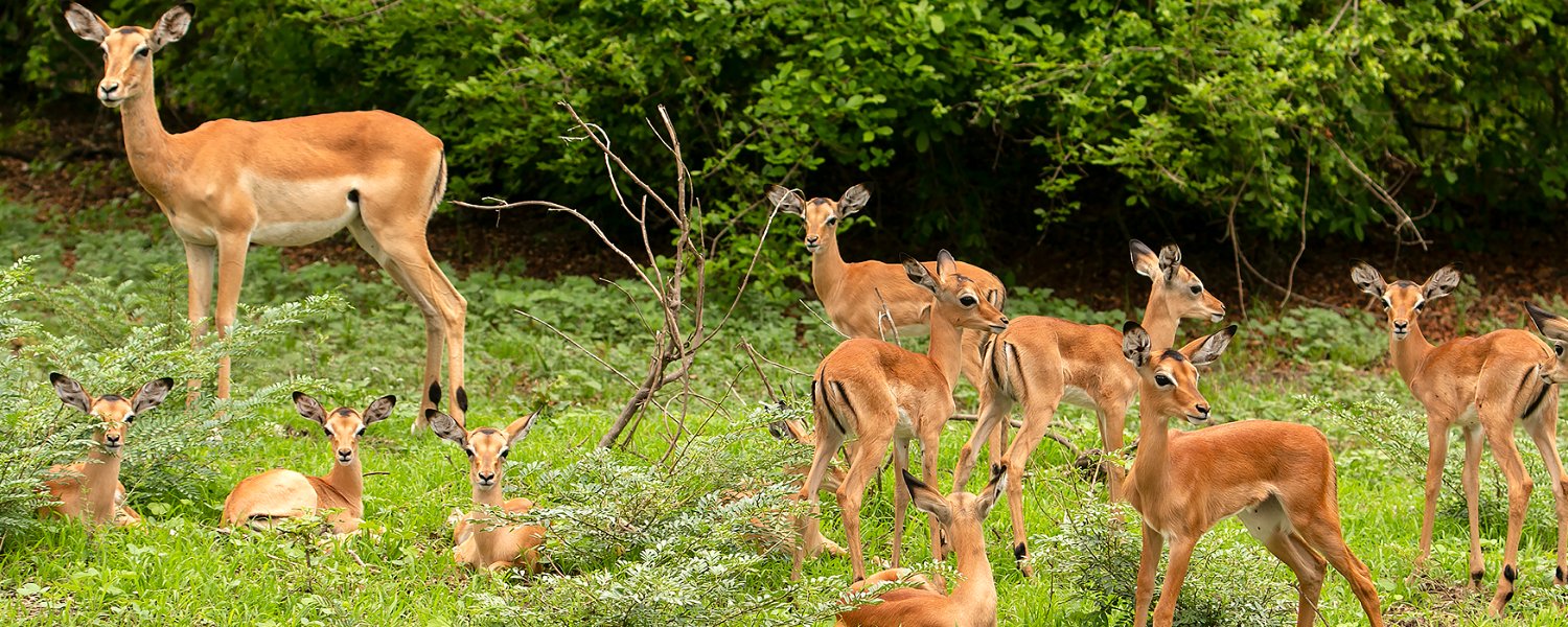 Impalas in the green season at safari in South Luangwa National Park in zambia