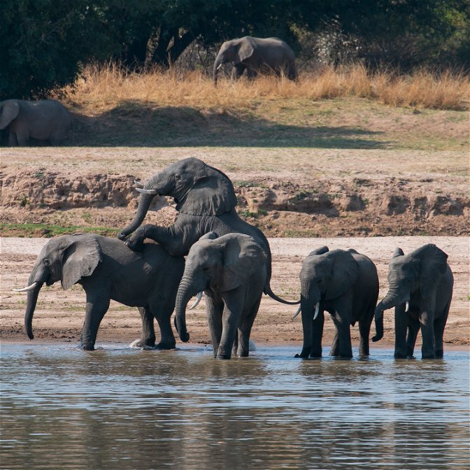 Male elephants playing in the Luangwa River in Zambia