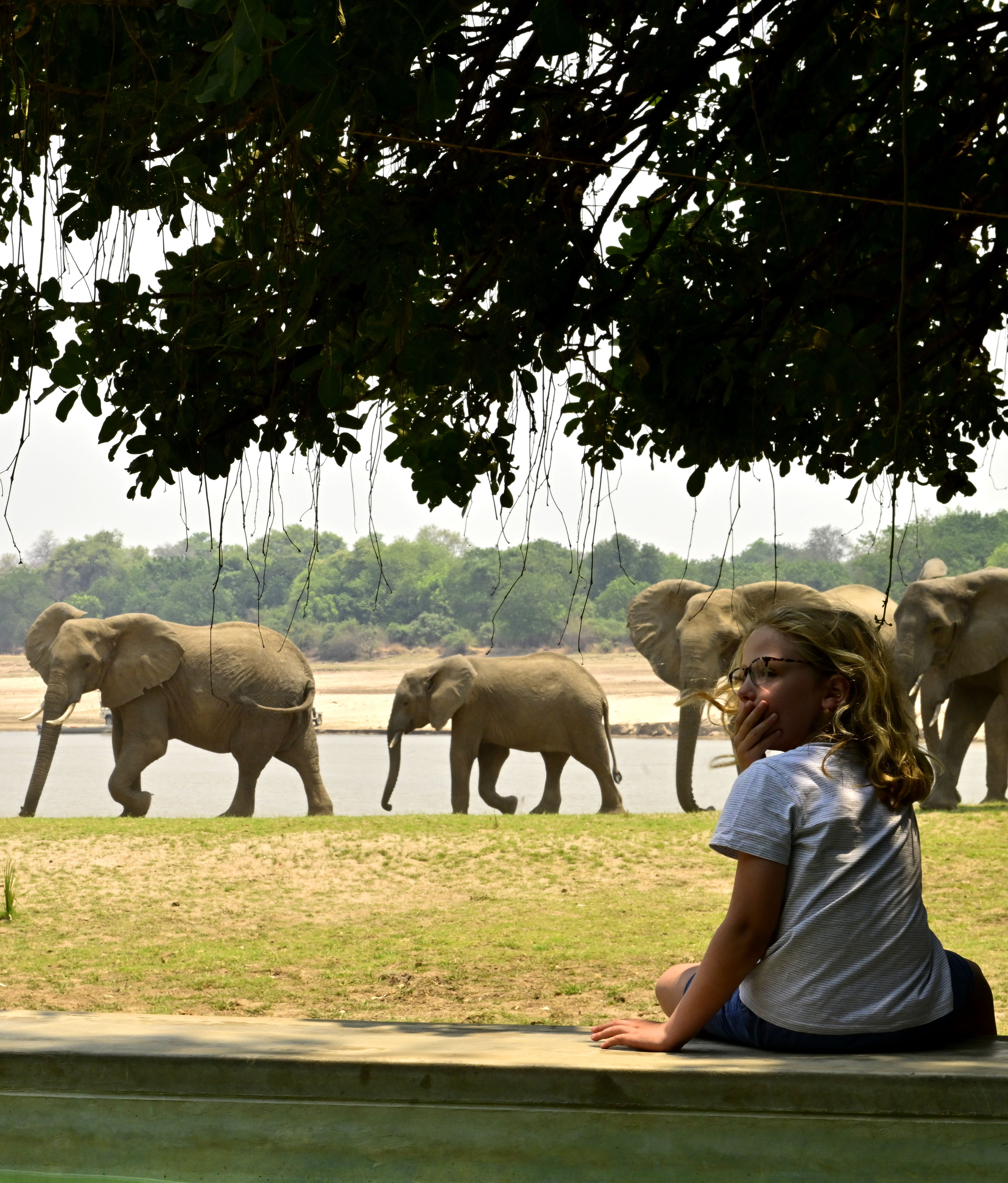 Boy watching elephants passing by on safari at Msandile River Lodge in Zambia