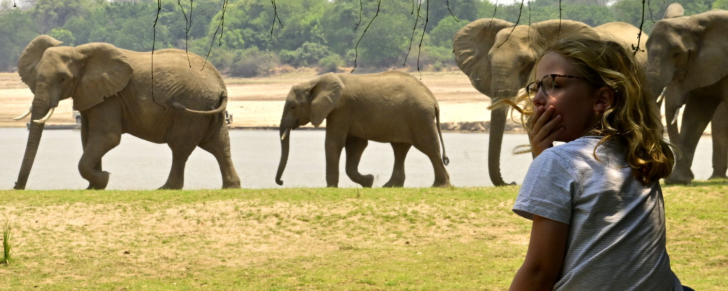 Boy watching elephants passing by on safari at Msandile River Lodge in Zambia