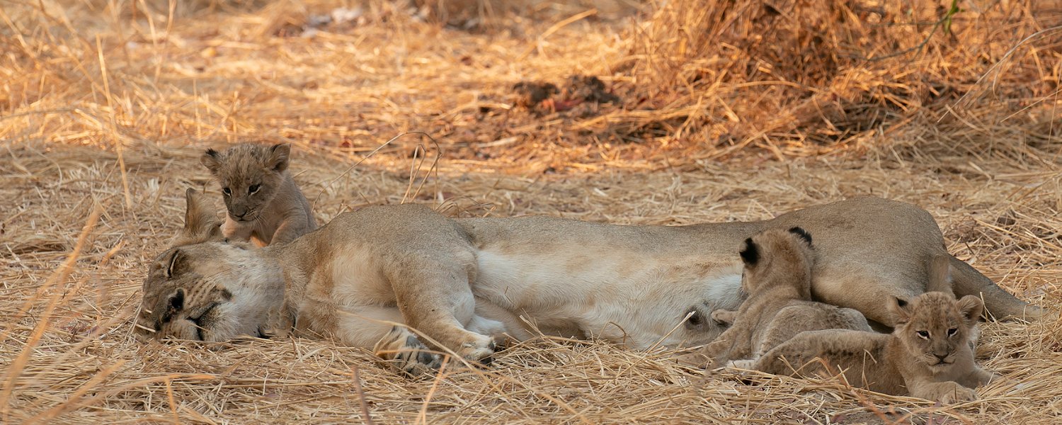 Lioness and three cubs of three weeks in South Luangwa National Park