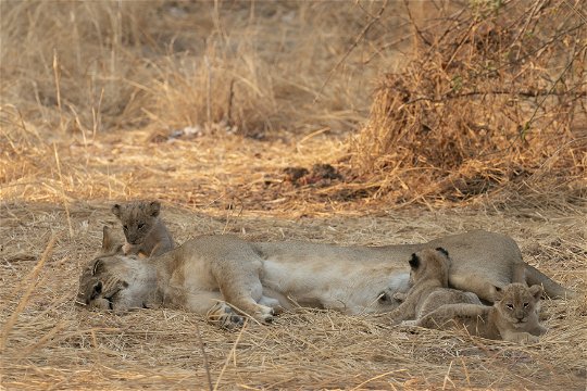 Adorable cubs