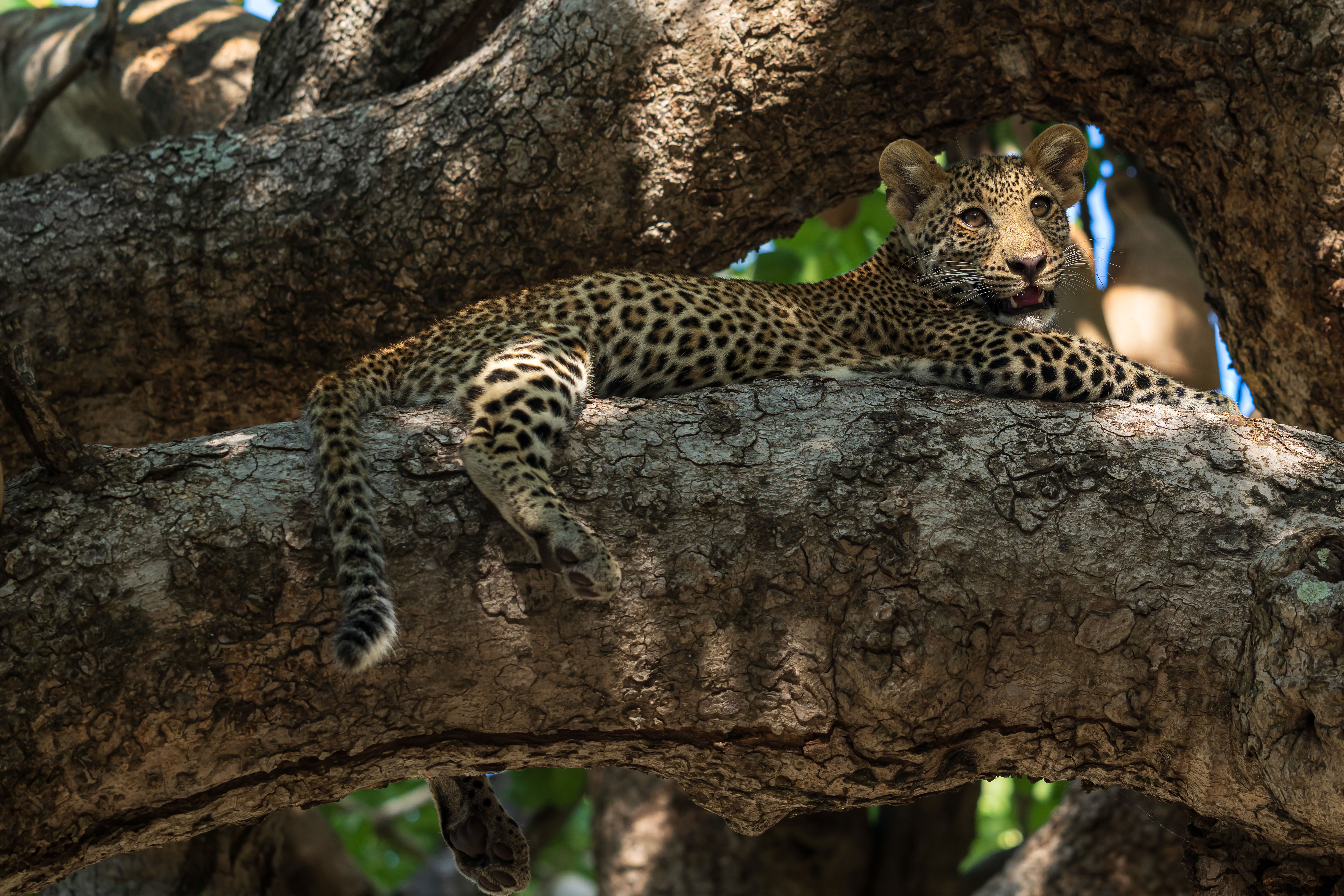 leopard cub in tree