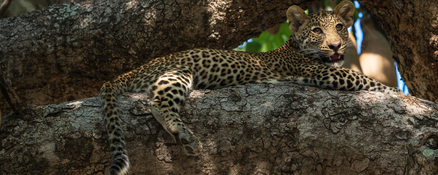 leopard cub in tree