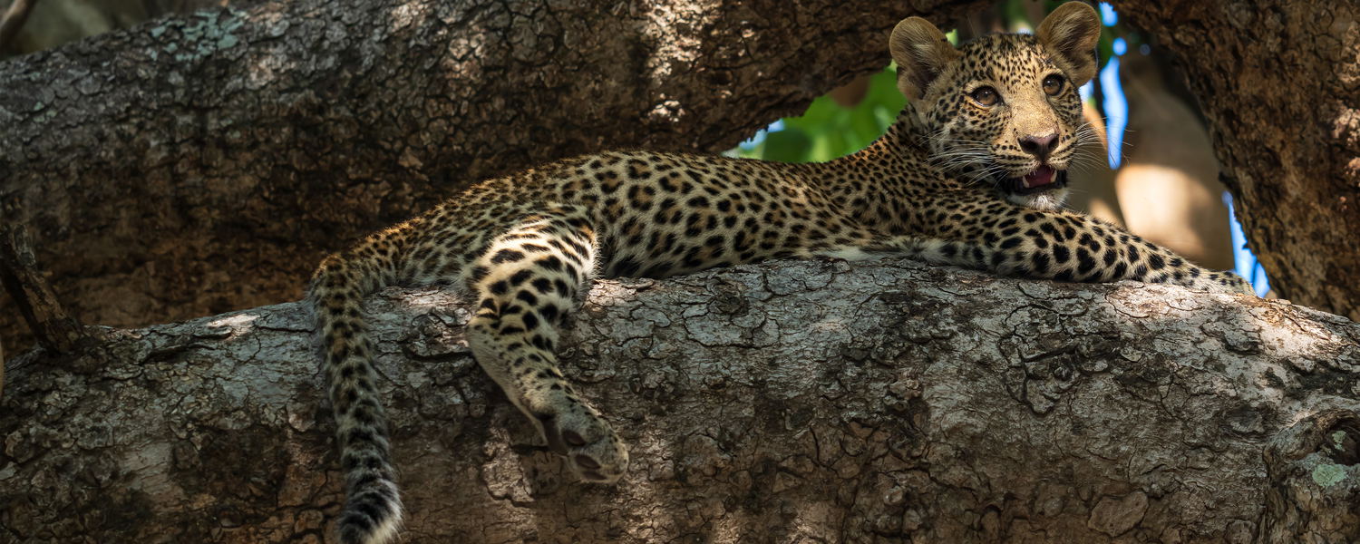 leopard cub in tree