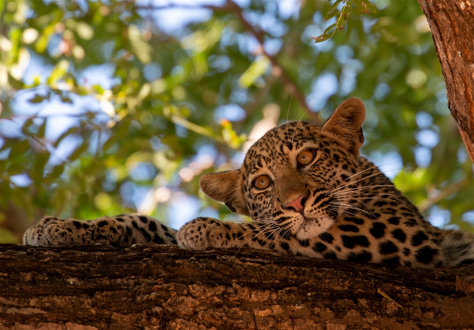 Leopard in tree called Msandile on safari in South Luangwa National Park