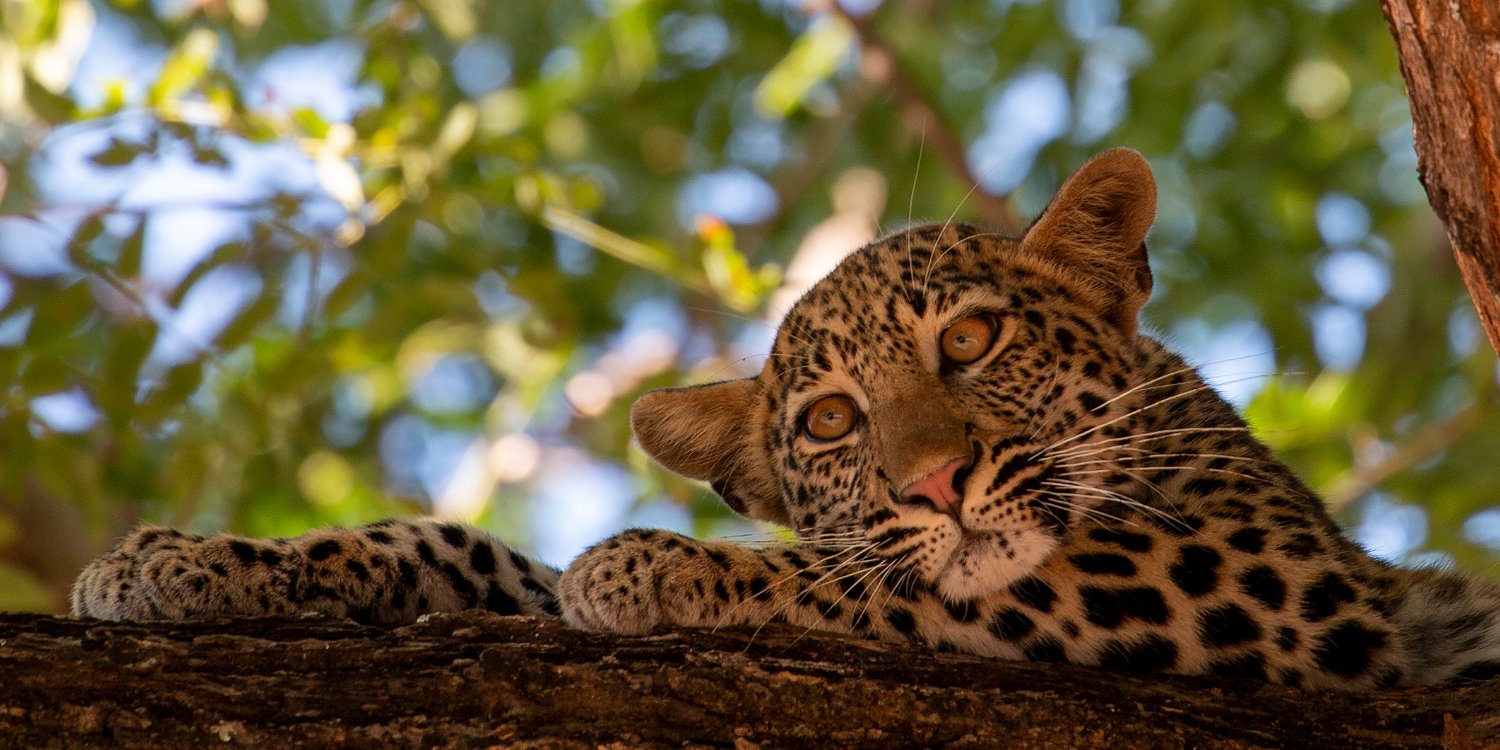 Leopard in tree called Msandile on safari in South Luangwa National Park