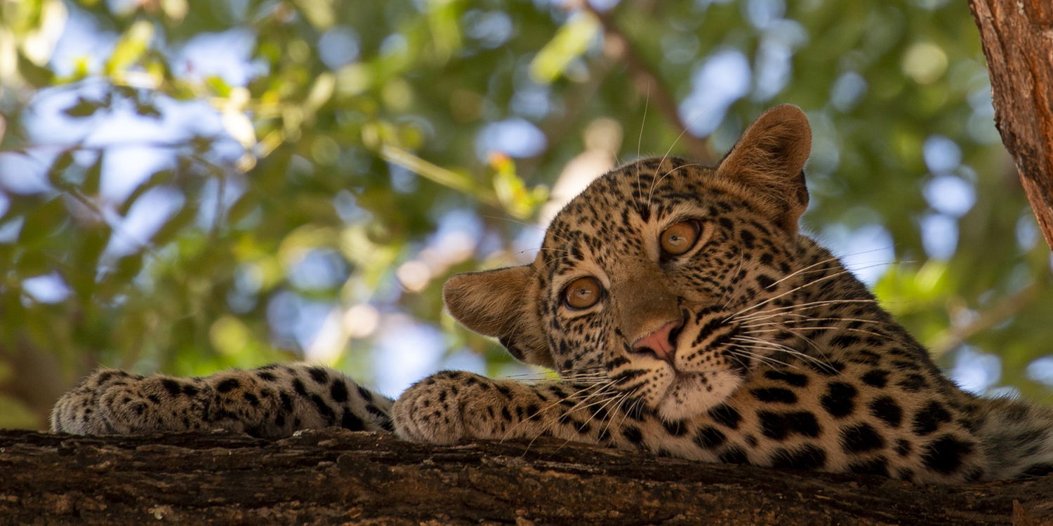 Leopard in tree called Msandile on safari in South Luangwa National Park