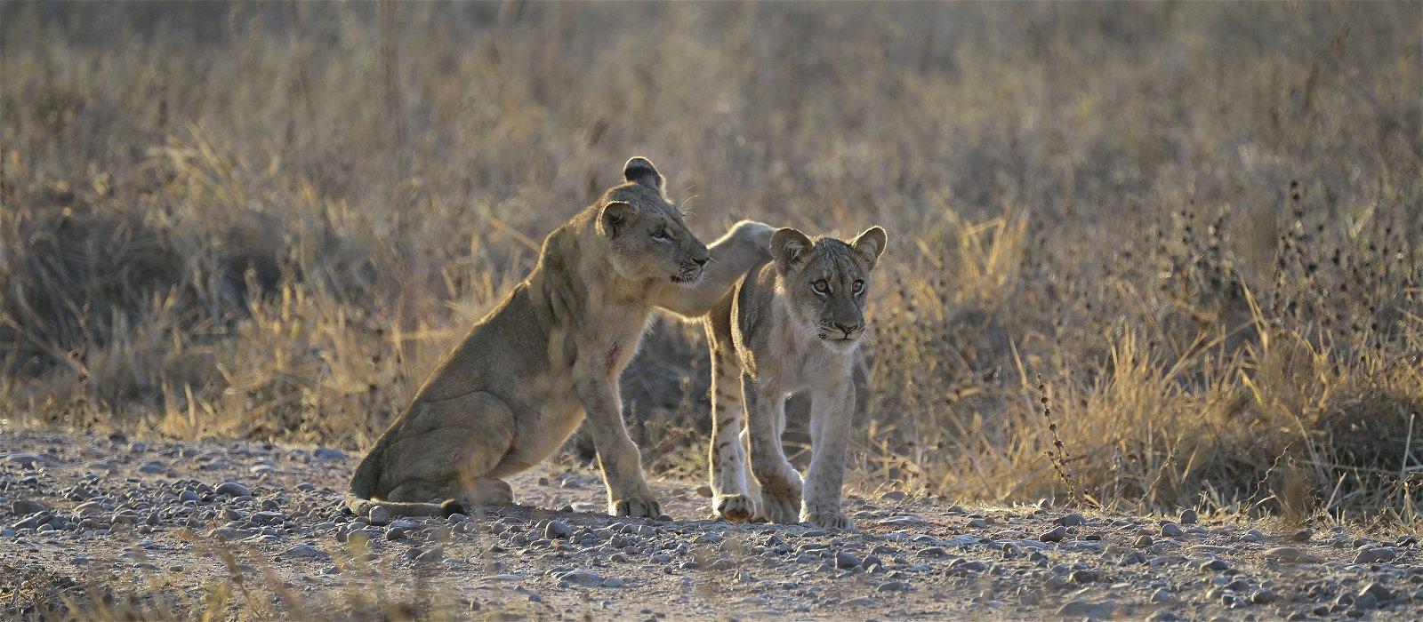 two lion cubs joining there mother early in the morning in South Luangwa National Park. Guests of Msandile River Lodge watch the two siblings on their walk