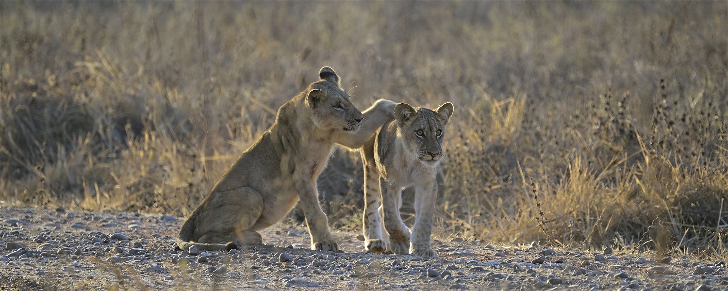 two lion cubs joining there mother early in the morning in South Luangwa National Park. Guests of Msandile River Lodge watch the two siblings on their walk