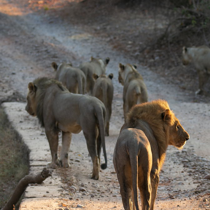 a pride of lions on a stroll early in the morning in South Luangwa National Park