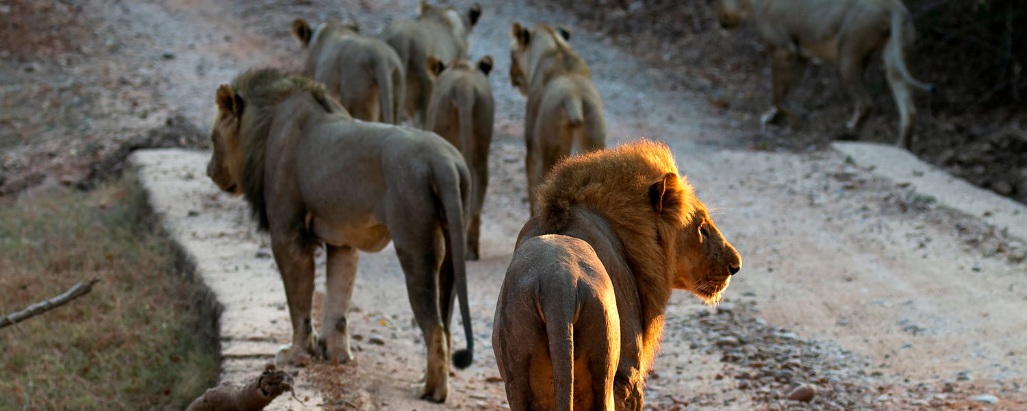 Lions on a stroll in South Luangwa National Park at a safari with Msandile River Lodge