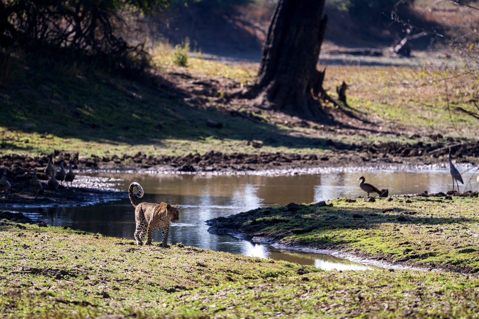Leopard in South Luangwa at a all day bushdrive safari