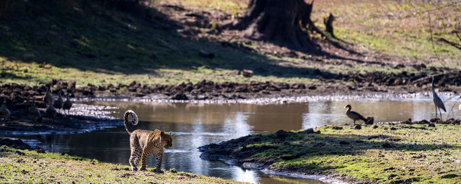 Leopard in South Luangwa at a all day bushdrive safari