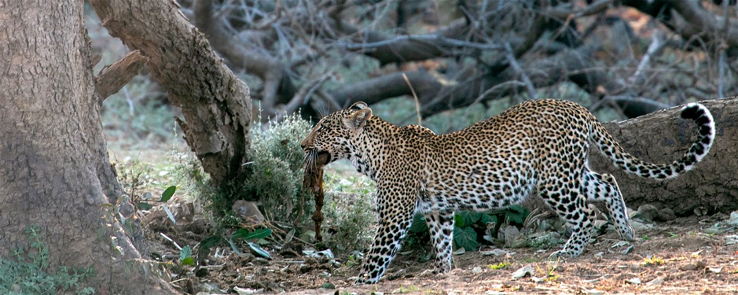 Leopard is going into a tree with a prey