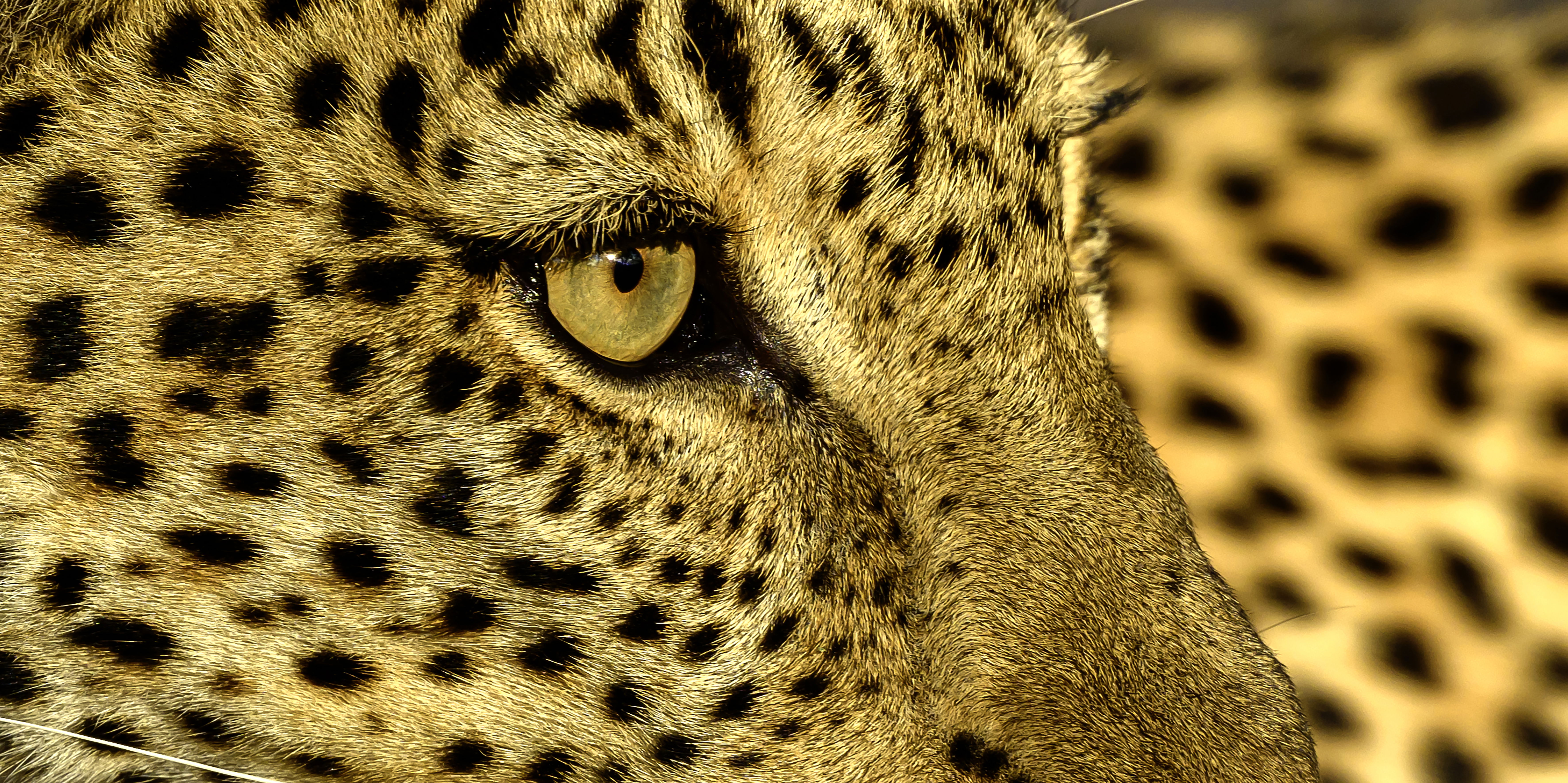 leopard eye taken on safari with msandile river lodge zambia