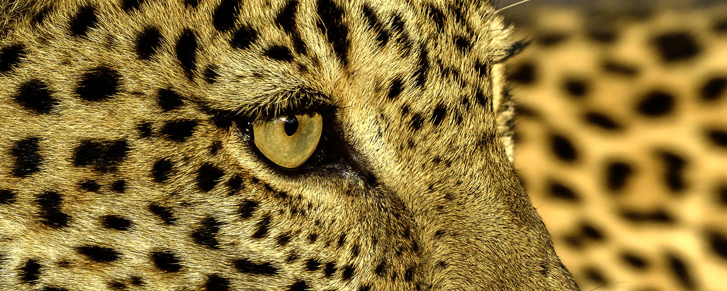 leopard eye taken on safari with msandile river lodge zambia