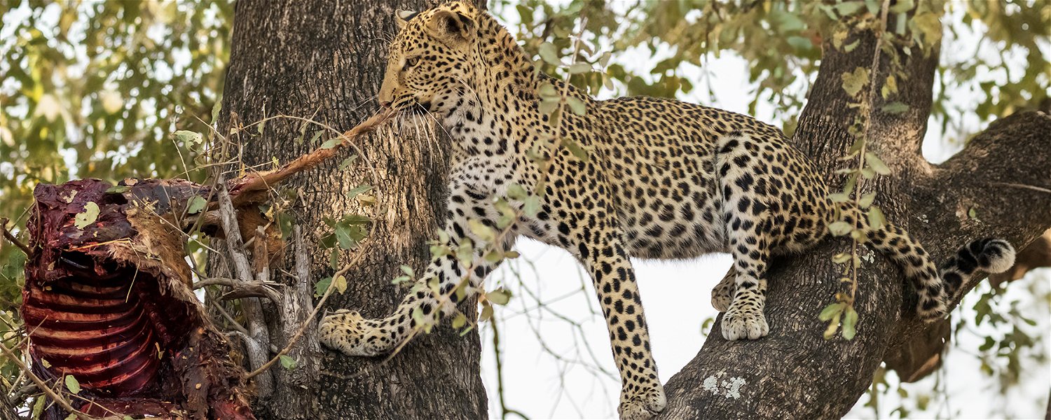 Leopard eating prey in a tree