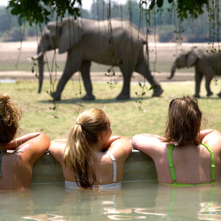 guests watching elephants cross the Luangwa River from the pool at Msandile River Lodge in South Luangwa National Park in Zambia Africa.