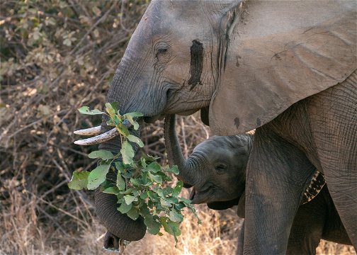 Mother & child elephant enjoying some veggies together