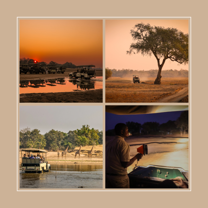 These are pictures on safari game drives with msandile river lodge in Nsefu and south Luangwa National park in zambia