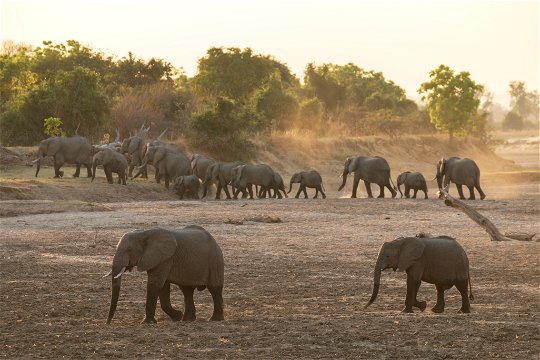 Elephants passing the lodge after crossing the Luangwa River 