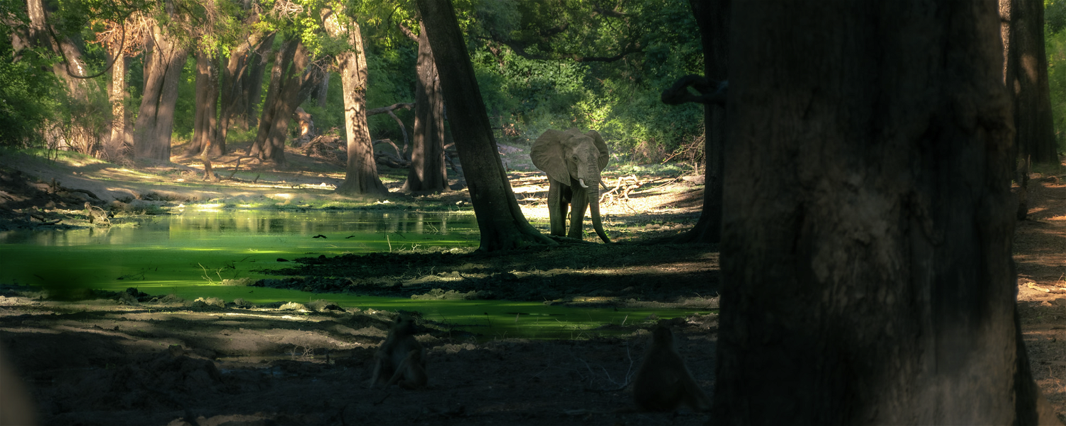 Elephant in Ebony forest pic taken at safari with msandile river lodge