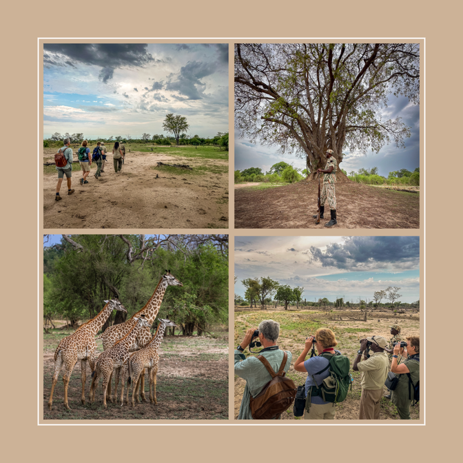Some pictures taken at a walking safari also called bush walk at msandile river lodge in South Luangwa National Park, Zambia