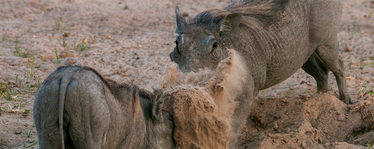Warthogs playing with sand in South Luangwa National Park