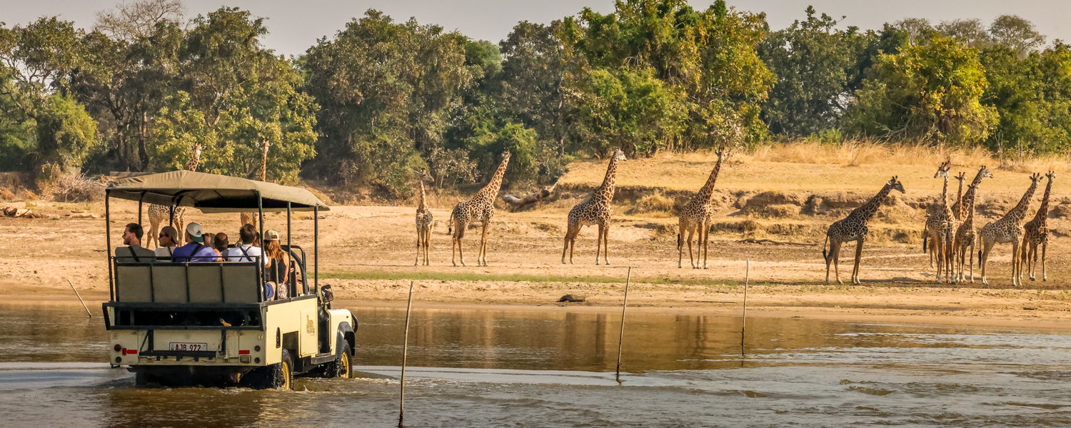 The start of a game drive at msandile river lodge in Nsefu, south luangwa national park, zambia. The water is low so instead of using the boat they cross by car through the luangwa river.  at the start there are 10 giraffes waiting for the guests.