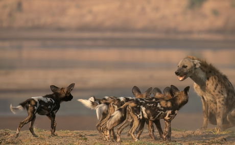 Wild dog puppies harassing a hyena on a gamedrive with Msandile River Lodge in South Luangwa  National Park in Zambia