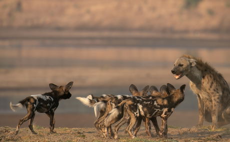 Wild dog puppies harassing a hyena on a gamedrive with Msandile River Lodge in South Luangwa National Park in Zambia Wild dog puppies harassing a hyena on a gamedrive with Msandile River Lodge in South Luangwa National Park in Zambia