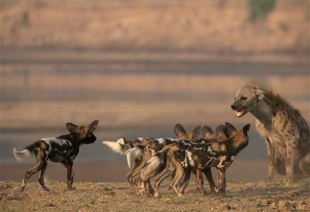 Wild dog puppies harassing a hyena on a gamedrive with Msandile River Lodge in South Luangwa  National Park in Zambia