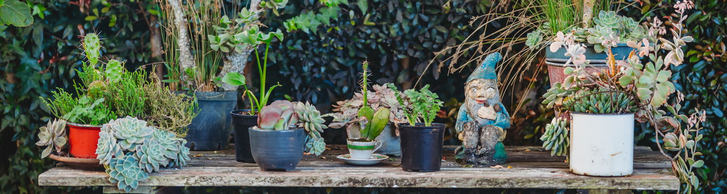 Succulent Garden