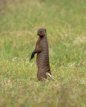Banded mongoose (Mungos mungo) standing alert and looking upward for a potential predator on the Serengeti savannah in Tanzania. Banded mongoose (Mungos mungo) standing alert and looking upward for a potential predator on the Serengeti savannah in Tanzania.