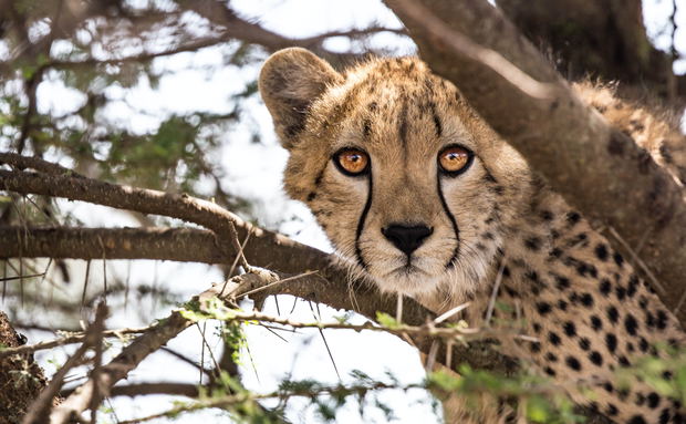 Kijani Tours – Connection Journey Kijani Tours – Connection Journey