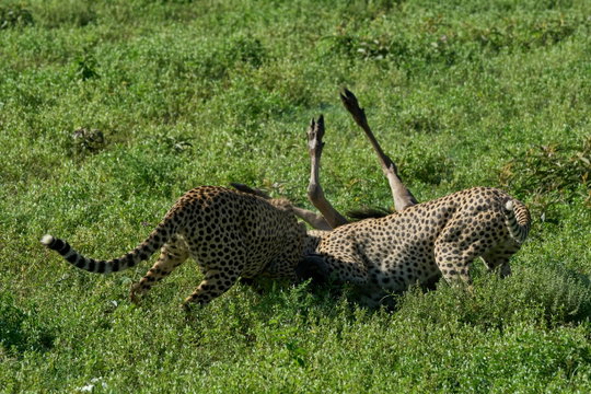 Two cheetahs bring down a young wildebeest on the green-season plains. The open short-grass landscape that makes the calving season exceptional for photography is the same terrain that gives cheetahs their advantage, with clear sightlines and room to sprint. Ngorongoro Conservation Area. Two cheetahs bring down a young wildebeest on the green-season plains. The open short-grass landscape that makes the calving season exceptional for photography is the same terrain that gives cheetahs their advantage, with clear sightlines and room to sprint. Ngorongoro Conservation Area.