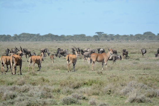Eland move alongside wildebeest across the short-grass plains during the calving season. The southern Serengeti draws more than wildebeest; eland, zebra, and gazelle also share the same productive grasslands, drawn by the same rainfall. Eland move alongside wildebeest across the short-grass plains during the calving season. The southern Serengeti draws more than wildebeest; eland, zebra, and gazelle also share the same productive grasslands, drawn by the same rainfall.