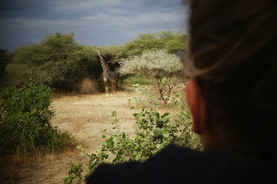 Guests observing a giraffe at close range in Lake Manyara National Park, Tanzania, creating a memorable face-to-face wildlife encounter in its natural habitat. Guests observing a giraffe at close range in Lake Manyara National Park, Tanzania, creating a memorable face-to-face wildlife encounter in its natural habitat.