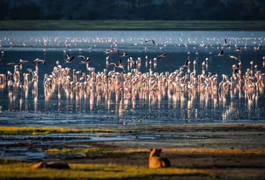 Flamingos gather in Tanzania’s wetlands, creating a striking scene of pink against the water. This wildlife encounter was captured on a safari organized by Kijani Tours.