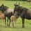 Wildebeest Birth Season: A Drama of Life and Survival 