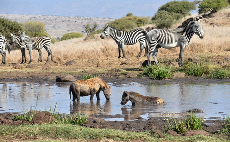 Spotted Hyenas Swimming