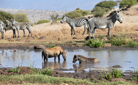 Spotted Hyenas Swimming