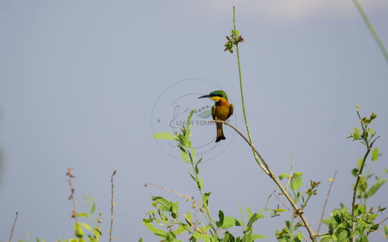 Bee-eaters are agile aerial hunters, known for catching bees and other flying insects in midair. Before eating a bee, they skillfully remove the stinger by striking the insect against a perch. Their colorful plumage and quick movements make them fascinating birds to watch on safari. Bee-eaters are agile aerial hunters, known for catching bees and other flying insects in midair. Before eating a bee, they skillfully remove the stinger by striking the insect against a perch. Their colorful plumage and quick movements make them fascinating birds to watch on safari.