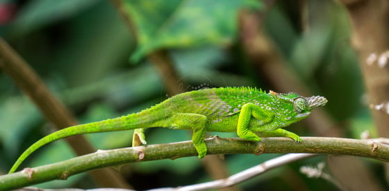Chameleons are masters of adaptation, using independently moving eyes to scan in different directions and a long, rapidly extending tongue to capture insects. Their grasping feet and prehensile tails help them move carefully through Tanzania’s trees and vegetation. Chameleons are masters of adaptation, using independently moving eyes to scan in different directions and a long, rapidly extending tongue to capture insects. Their grasping feet and prehensile tails help them move carefully through Tanzania’s trees and vegetation.