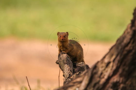 The dwarf mongoose is Africa’s smallest mongoose and a highly social predator. Living in family groups, these agile hunters search for insects, reptiles, and other small prey across Tanzania’s savannahs. The dwarf mongoose is Africa’s smallest mongoose and a highly social predator. Living in family groups, these agile hunters search for insects, reptiles, and other small prey across Tanzania’s savannahs.