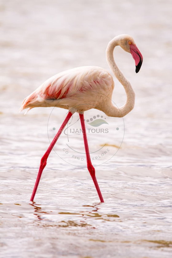 Flamingos are perfectly adapted to Tanzania’s alkaline lakes, using specialized bills to filter tiny organisms from shallow water. When thousands gather, their pink plumage creates one of the most memorable scenes in Tanzania’s wetlands.