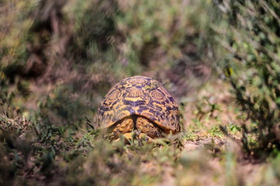 The leopard tortoise is recognized by its beautifully patterned shell and remarkable adaptation to dry habitats. It moves slowly across Tanzania’s grasslands, feeding mainly on grasses, leaves, and other vegetation. The leopard tortoise is recognized by its beautifully patterned shell and remarkable adaptation to dry habitats. It moves slowly across Tanzania’s grasslands, feeding mainly on grasses, leaves, and other vegetation.